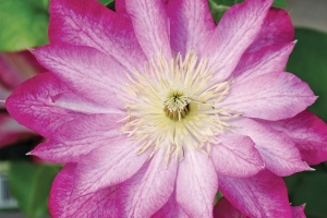 Clematis Vine 'Asao' New 2025